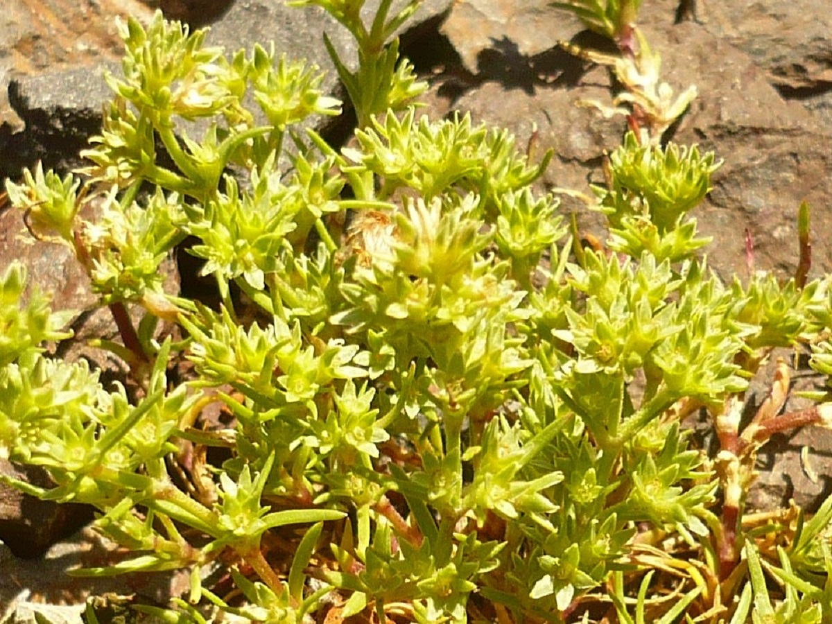 Scleranthus uncinatus (Caryophyllaceae)